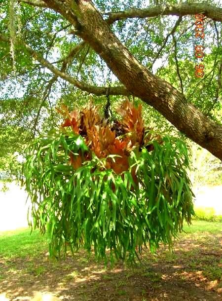 Staghorn fern