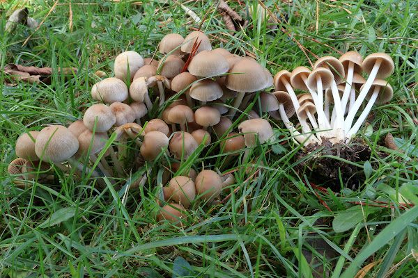 Psathyrella multipedata