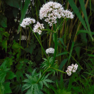 Valeriaan, Valeriana officinalis, kattekruid, baldriaan, stinkerskruid, great wild valerian