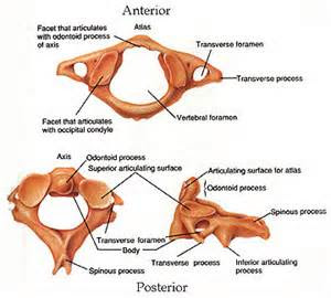 Building Better Athletes: Anatomy Lesson: The Spine