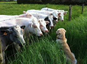funny animal pictures, dog meets cows