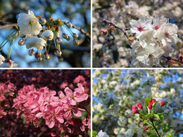 櫻花、蘋果花、桃花