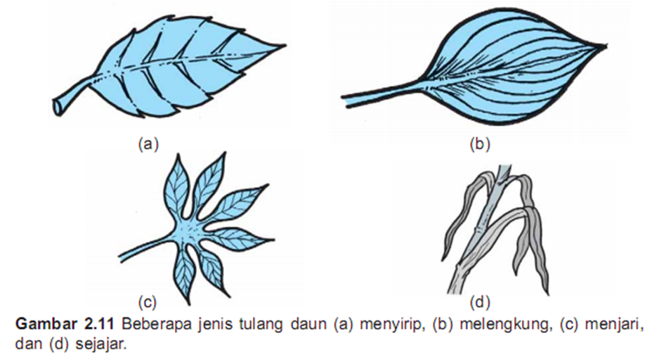 TUMBUHAN BAGIAN BAGIAN TUMBUHAN DAN  FUNGSINYA