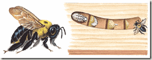 bee-info3