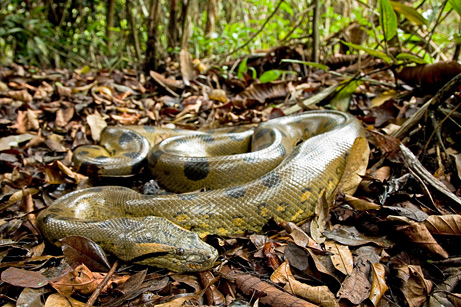 largest anaconda in world. The world#39;s largest snake is