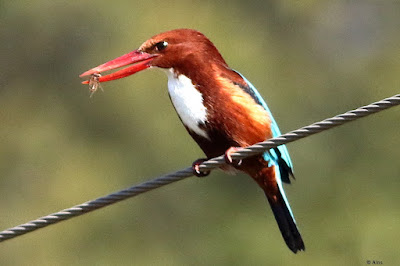 "White-throated Kingfisher - Halcyon smyrnensis, perched on a cable with prey in its beak."