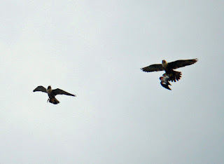 Adult female takes prey from male in mid-air. Photo courtesy of J.Salloway. Click to enlarge image