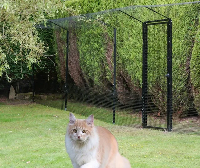 Maine Coon in a garden enclosed by a cat-proof fence