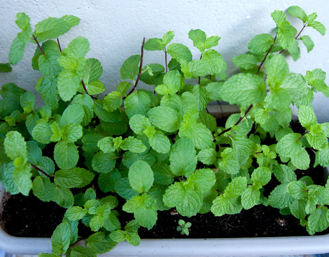 Spearmint 76 days after a small section of a mature plant was planted