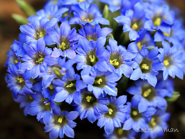 Gentiana zollingeri