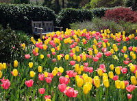 Perennial Border