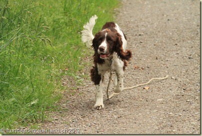 IMG_0011 - Copy