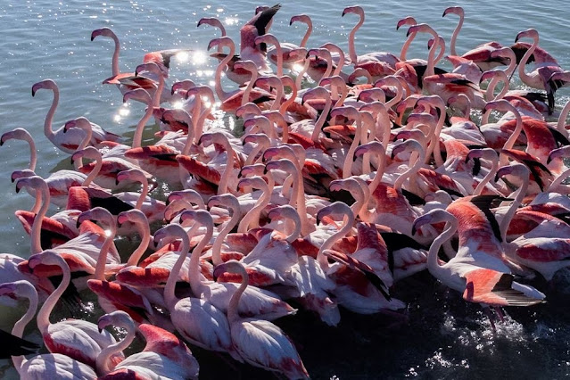 Fenicotteri nella laguna di Karavasta a Valona (archivio)