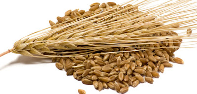 barley healthy food