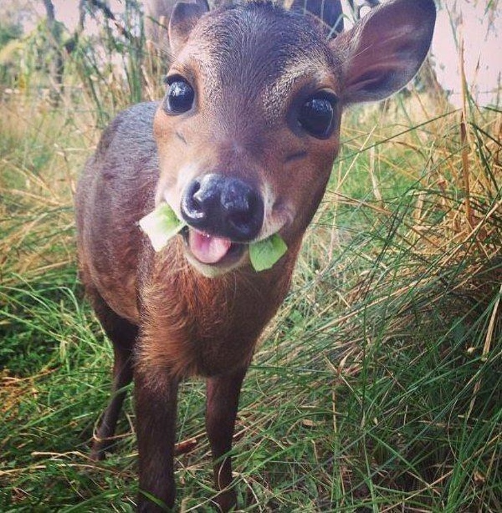 31 Heart-Melting Pictures Of Cute Baby Animals