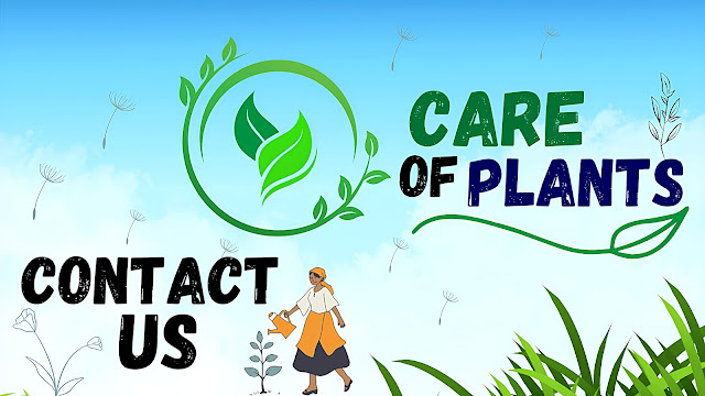 Care of plants Contact us