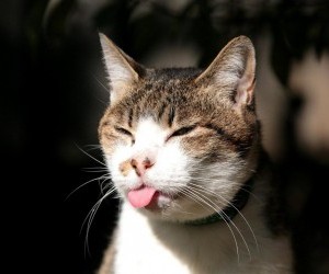 Funny cat chewing on tongue,crazy cat