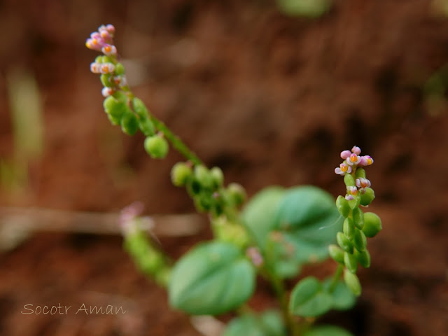 Polygala tatarinowii