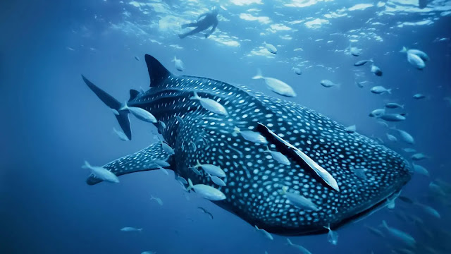 Whale shark