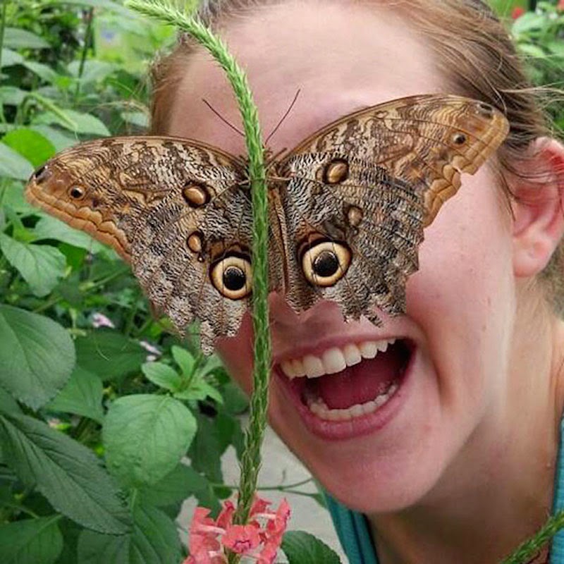 30 Pictures Taken At The Right Moment - Eyes like a butterfly!