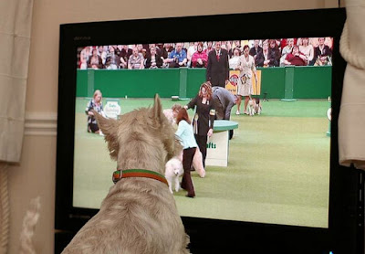 Pets watching TV Seen On www.coolpicturegallery.us