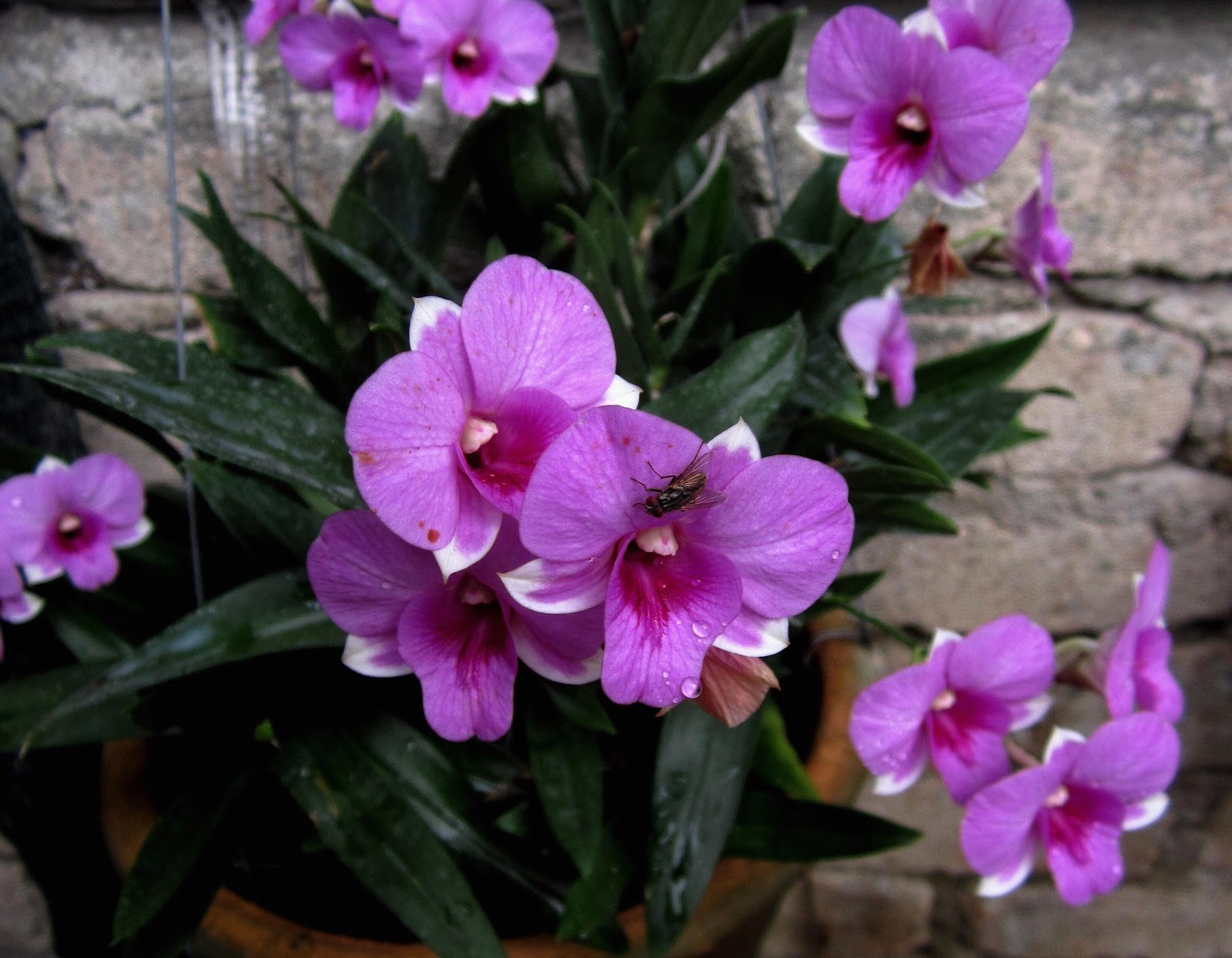 MillFa Wild Orchid: Dendrobium hybrid mini