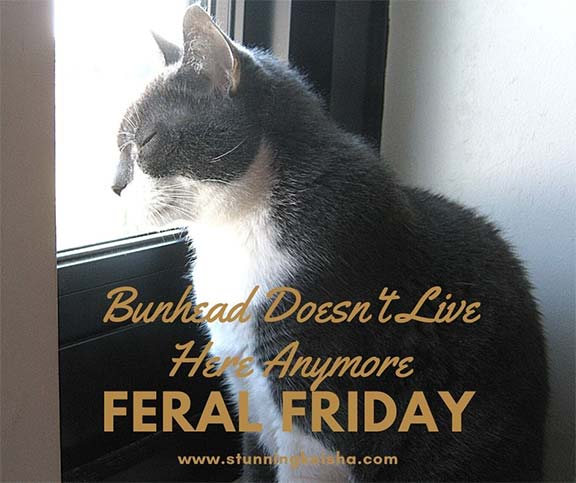 Feral Friday Gossip: Bunhead Doesn't Live Here Anymore