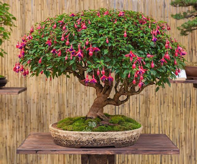 Bonsai Anting India (fuchsia)