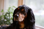 Our 4 Legged Family Member, Tori