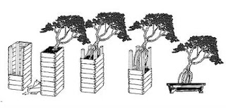 Inspirasi Gaya Bonsai Menonjolkan Akar