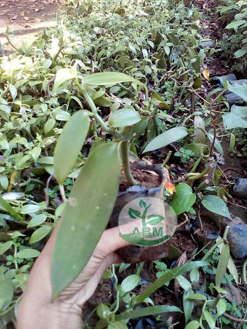 Jual Bibit  Tanaman  Vanili  Unggul Harga  Terjangkau Jual 