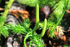 Lycopodium clavatum - Running Clubmoss