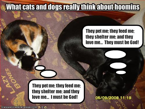 Dogs and cats living together funny