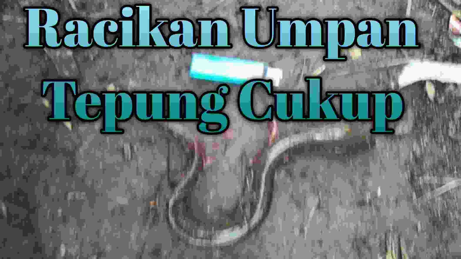 Racikan Umpan Ikan Sidat Pakai Tepung Hanya Untuk Babon