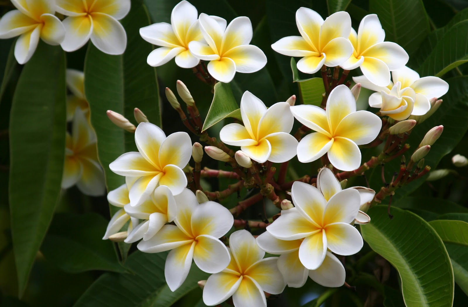 Happiness all around us.: FLOWERING TREES IN INDIA