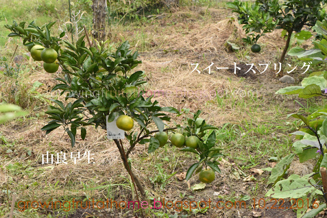 温州ミカンの由良早生