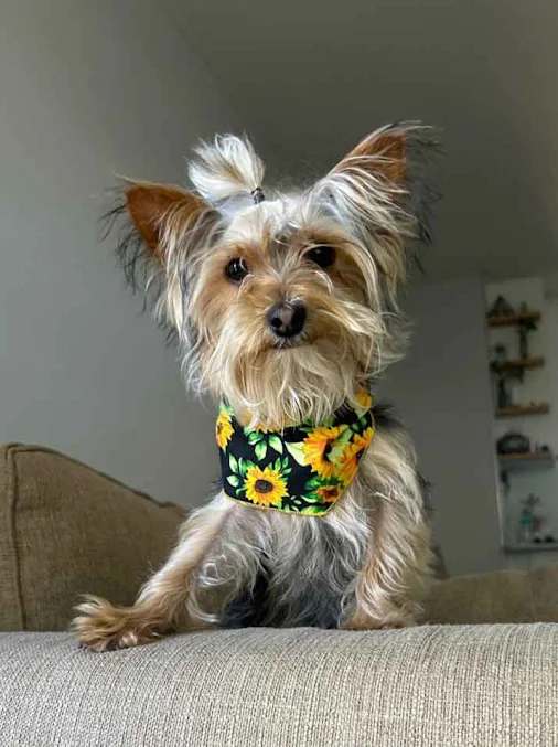 6 month old male Yorkshire terrier puppy