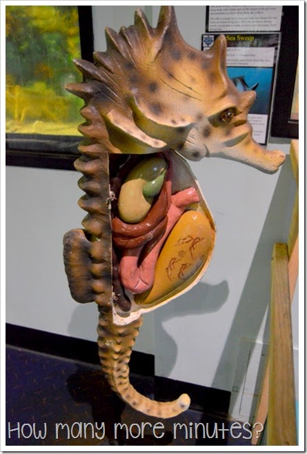 How Many More Minutes? ~ Seahorse World at Beauty Point, Tasmania