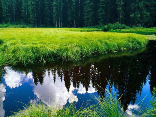 Teich schöne Natur pur Bilder