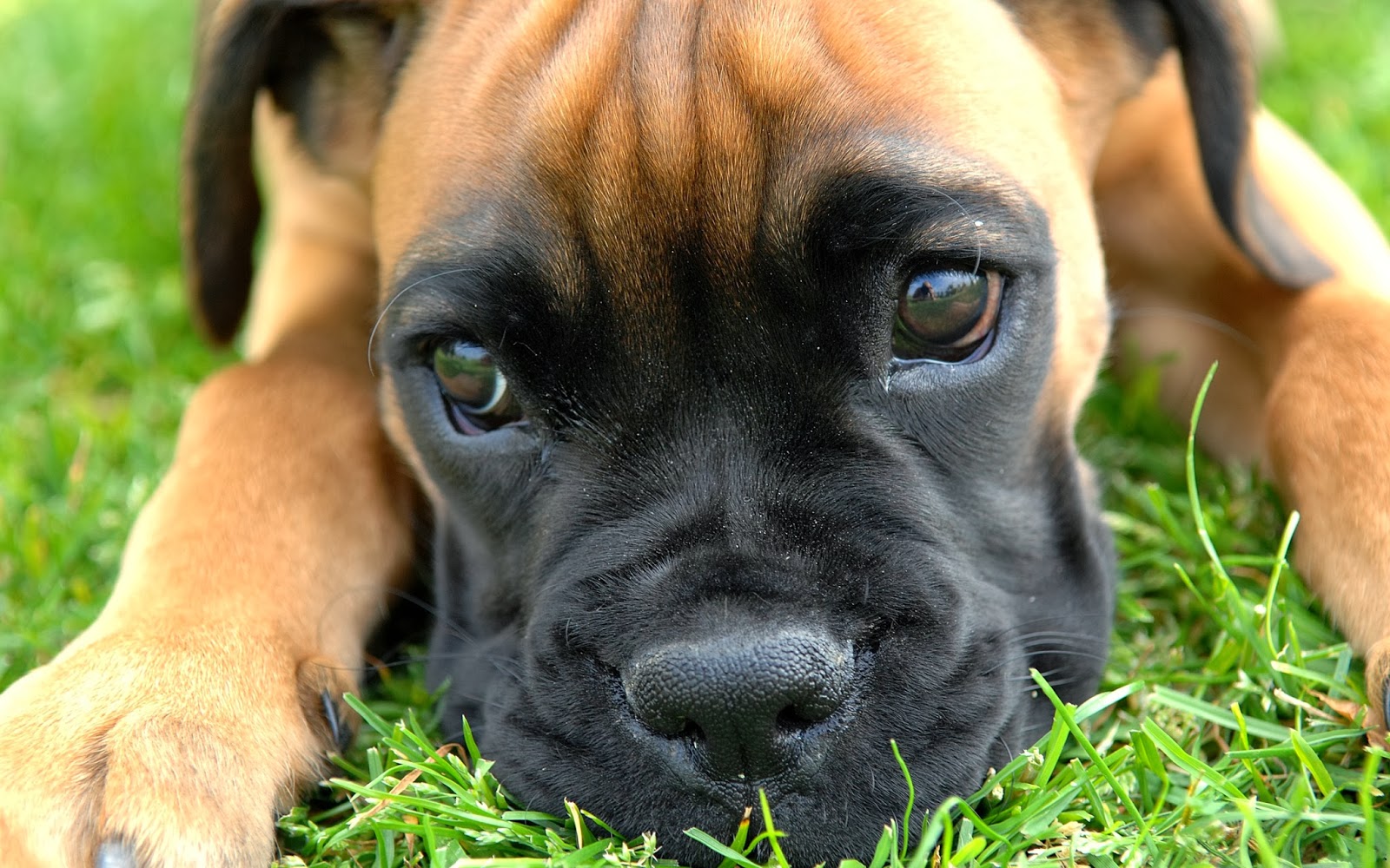 boxer dogs wallpapers wallpapers backgrounds boxer dogs wallpapers 3 ...