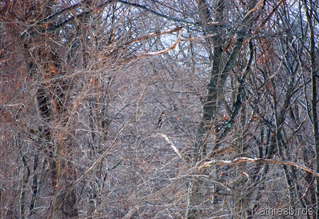4. Hawk in tangle k