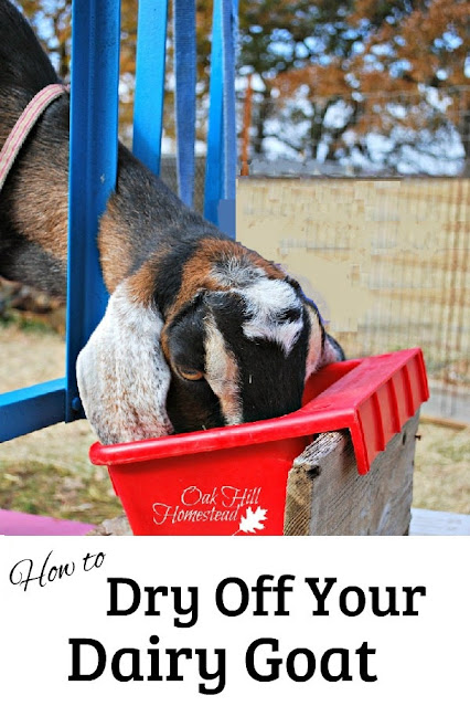 A Nubian dairy goat eating grain from a red bucket with her head in a milking stanchion.