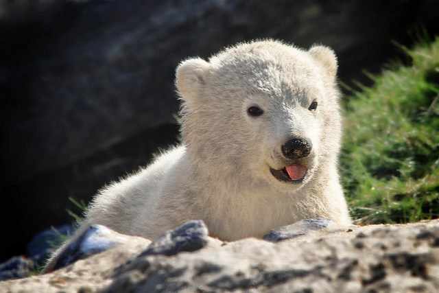 Cute Pictures Of Baby Polar Bears