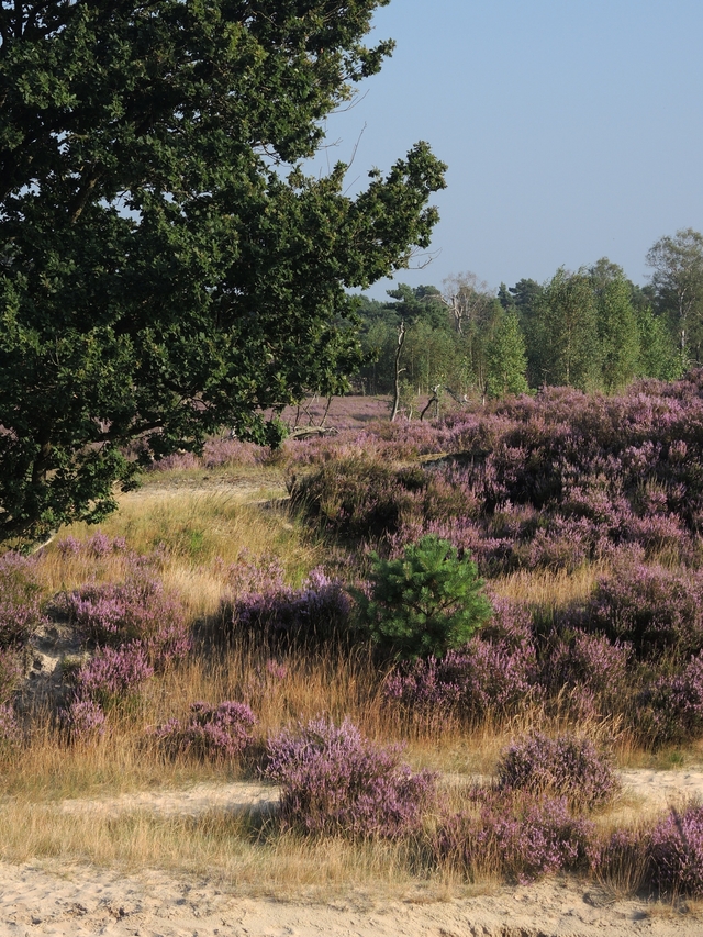 De Kalmthoutse heide