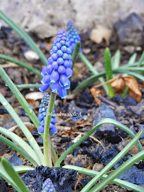 || Dehors, enfin ! - Ôde à notre petite campagne - Muscari bleu - Aube - Champagne Ardenne - France 