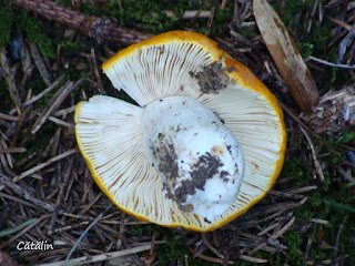 Russula ochroleuca DSC122650