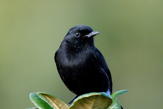 Child Crow with alone