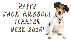 Happy Jack Russell Terrier Week!
