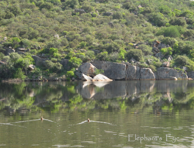 ducks at Clanwilliam Dam in 2010