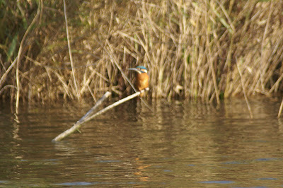 Iisfûgel - IJsvogel - Alcedo atthis